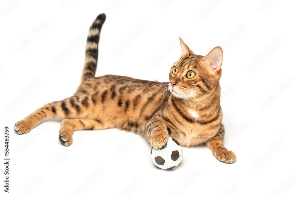 Bengal cat plays with a toy soccer ball isolated on a white background. Cat toys.