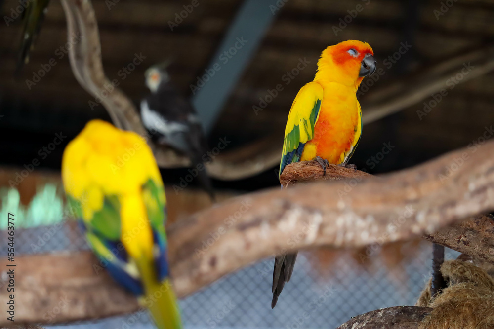 Obraz premium Close-up Group of Sun Conure Parrot are sleeping in a tree hollow.