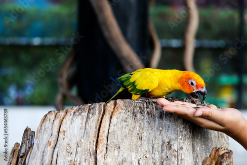 Cute sun conure parrot on branch are eating sunflower seeds photo