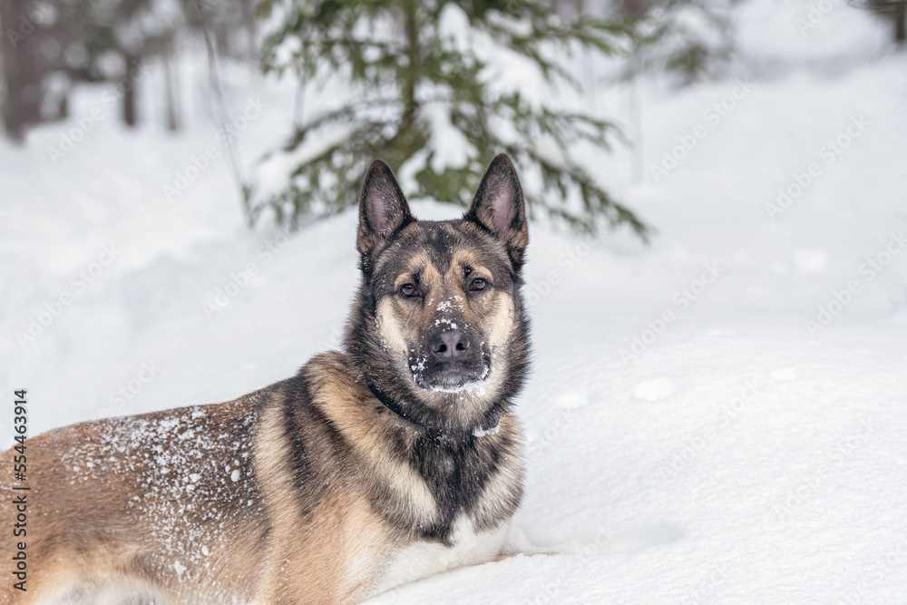 Young east siberian laika walking in deep snow