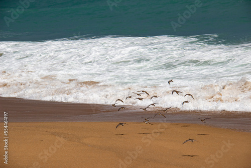 birds on the beach © Tan