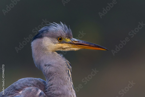 Grey heron portrait. The grey heron (Ardea cinerea) was fishing in a pond in the forest in the winter in the Netherlans. 