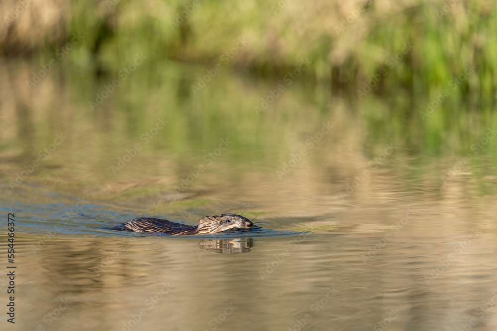 Fototapeta premium Muskrat swimming in a small river