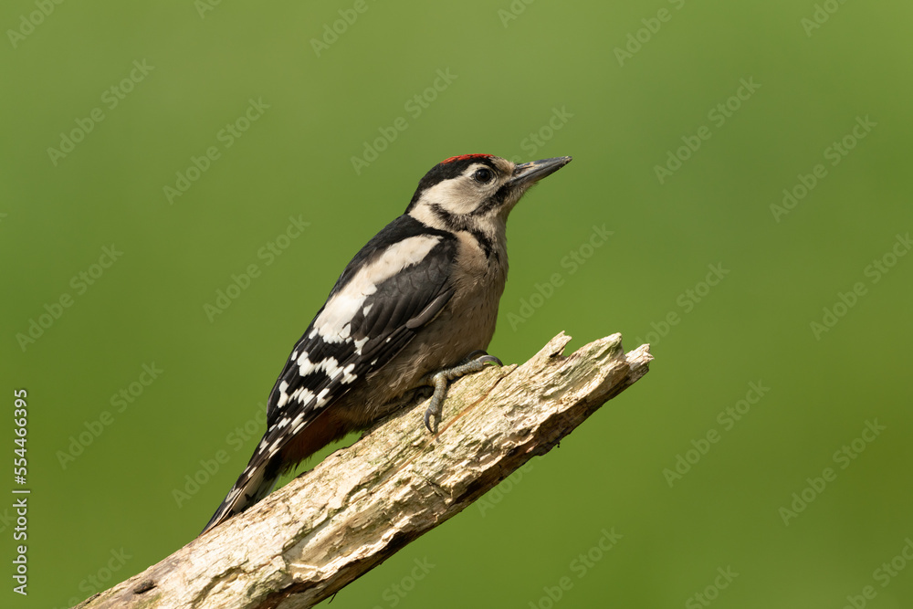 Great Spotted Woodpecker sitting on a branch Great Spotted Woodpecker sitting on a branch