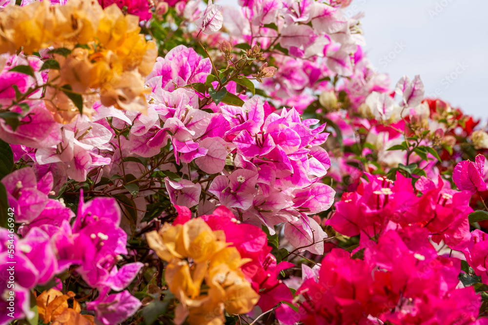 Beautiful blooming bougainvillea bougainvillea flowers of various colors in the garden Beautiful blooming bougainvillea bougainvillea flowers of various colors in the garden