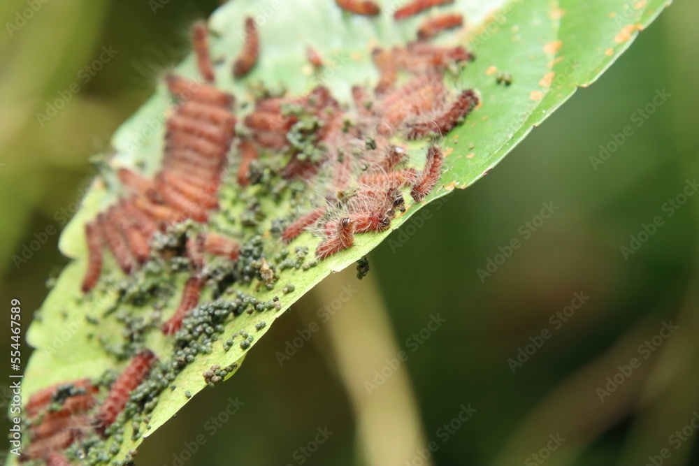 Fototapeta premium Red hairy caterpillar feeding on a leaf