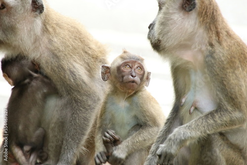 Long tailed Macaque macaca fascicularis © Khoh Zhi Wei