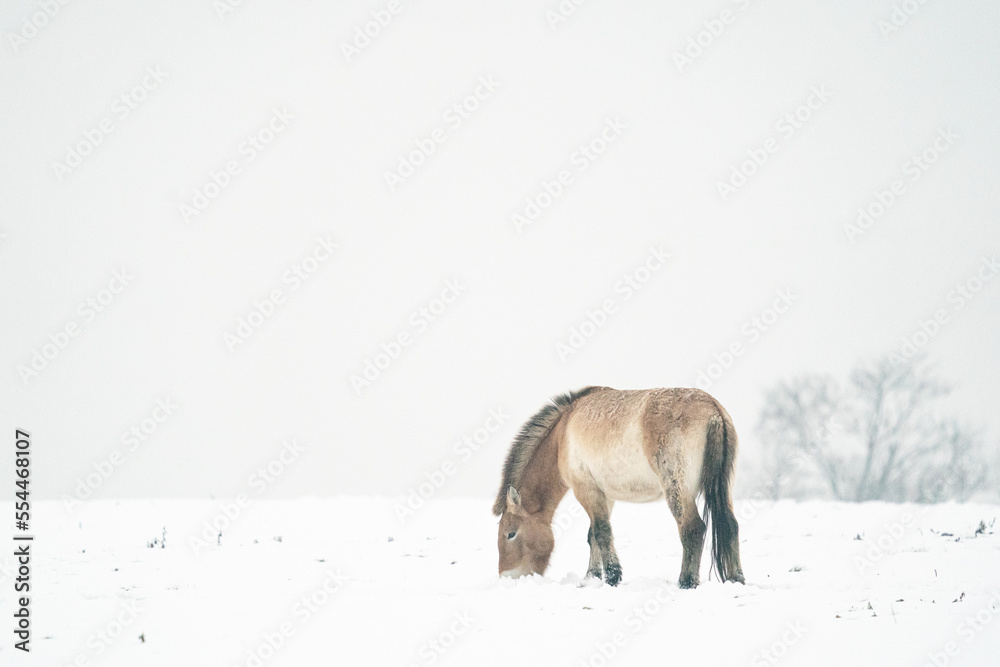 Przewalski's Horse looking for food under snow in the winter. Landscape winter art with Mongolian wild horse in nature habitat. Przewalski's Horse looking for food under snow in the winter. Landscape winter art with Mongolian wild horse in nature habitat.