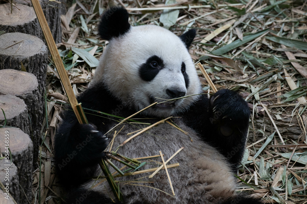Obraz premium Close up Cute Panda in Singapore Zoo