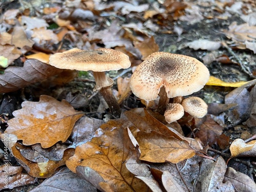 mushroom  ground  hat  vegetable  botanic  background  autumn  moss  green  grass  fungus  brown  forest  plant  beautiful  close-up  closeup  colour  delicious  macro  raw  fungal  season  congested