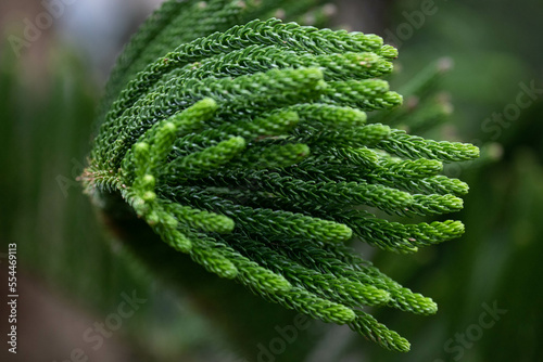 Beauty of nature from Fresh Pine Leaves for background © foreverhappy