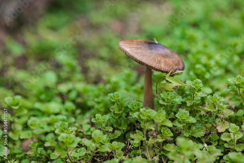 Volvopluteus gloiocephalus mushroom photo