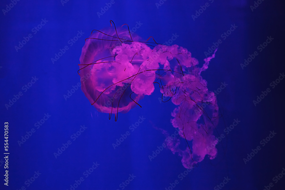 Obraz premium macro shooting under water chrysaora plocamia jellyfish