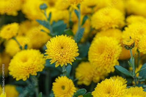 beautiful bushes of yellow chrysanthemum flowers © Minakryn Ruslan 