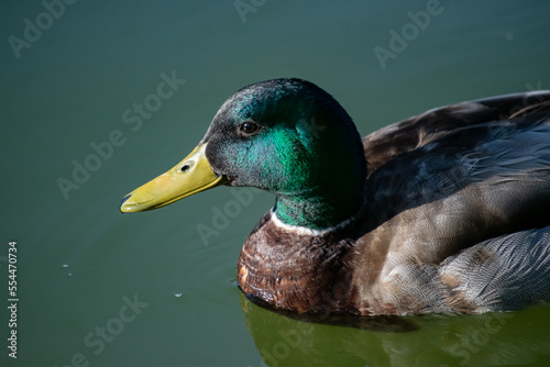 Silver Appleyard duck with green mane with lake in the background