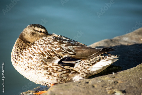 Silver Appleyard duck hiding its face between its feathers with blue water in the background