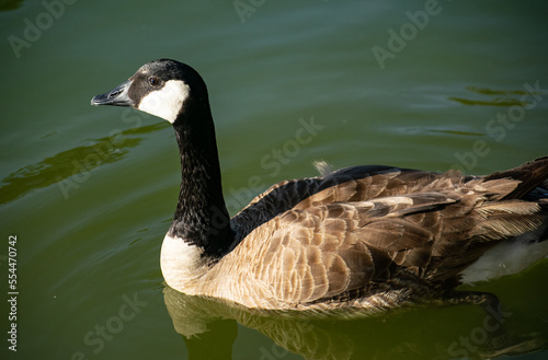 Silver Appleyard duck with black mane with lake in the background