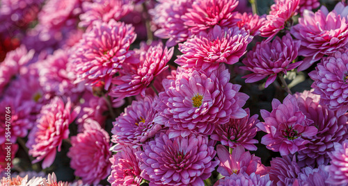 beautiful chrysanthemum flower bushes pink colors