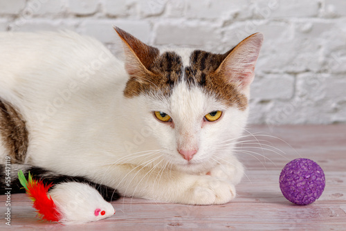 beautiful white cat lies with toys close-up photo