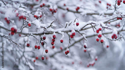 Fotografie Snowbound branches of briar shrub with red frozen berries in thin ice crust