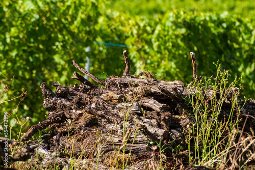 Ceps, pieds de vigne arrachés, ce qui permet d'éviter l'expansion de la flavescence dorée, CEA, Alsace, Vosges alsacienne, Grand Est, France photo