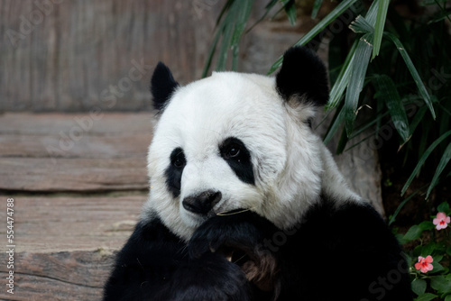 Close up Panda's portrait