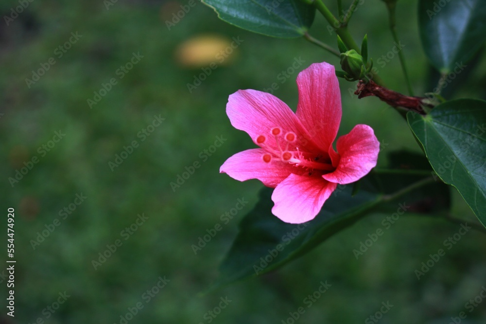 Fresh Pink Hibiscus Fragilis Flowers