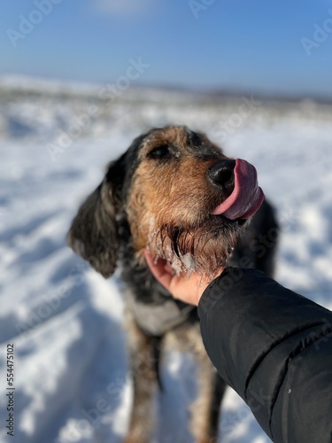 Portät eines Hundes im Winter im Schnee mit Zunge