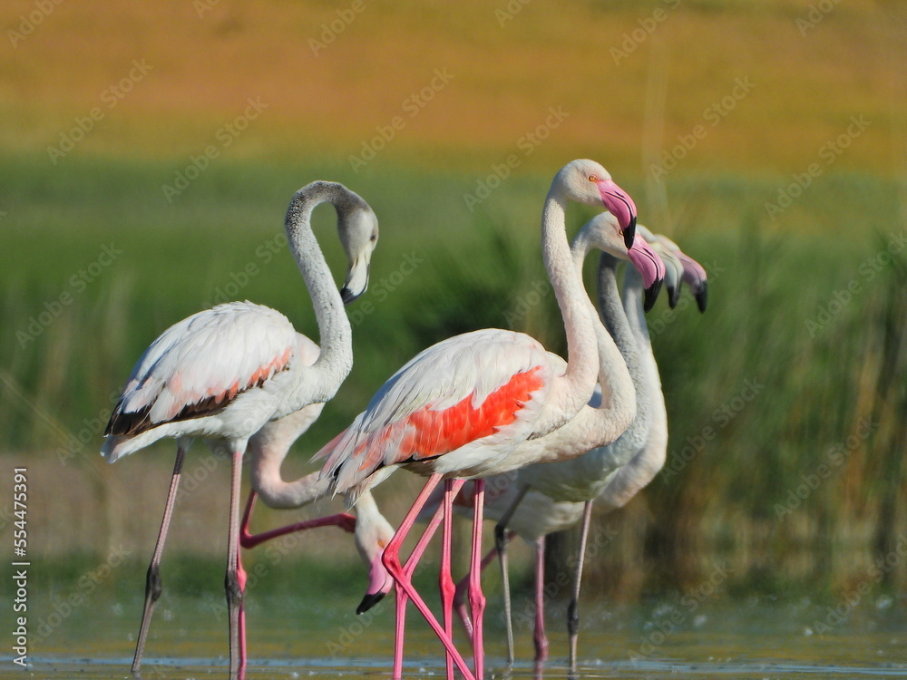 A group of greater flamingos. I waited in camoflouge lying beside a lake for 6 hours to take this photograph