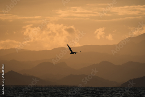 Pelican flying through a sunset scene with mountains in the backround. Punta Chame, Panama.