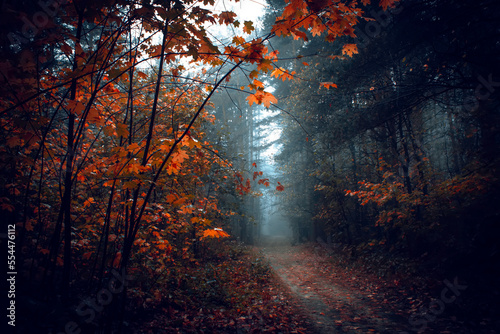 Beautiful mystical forest in blue fog in autumn. Colorful landscape with enchanted trees with orange and red leaves. Scenery with path in dreamy foggy forest. Nature background