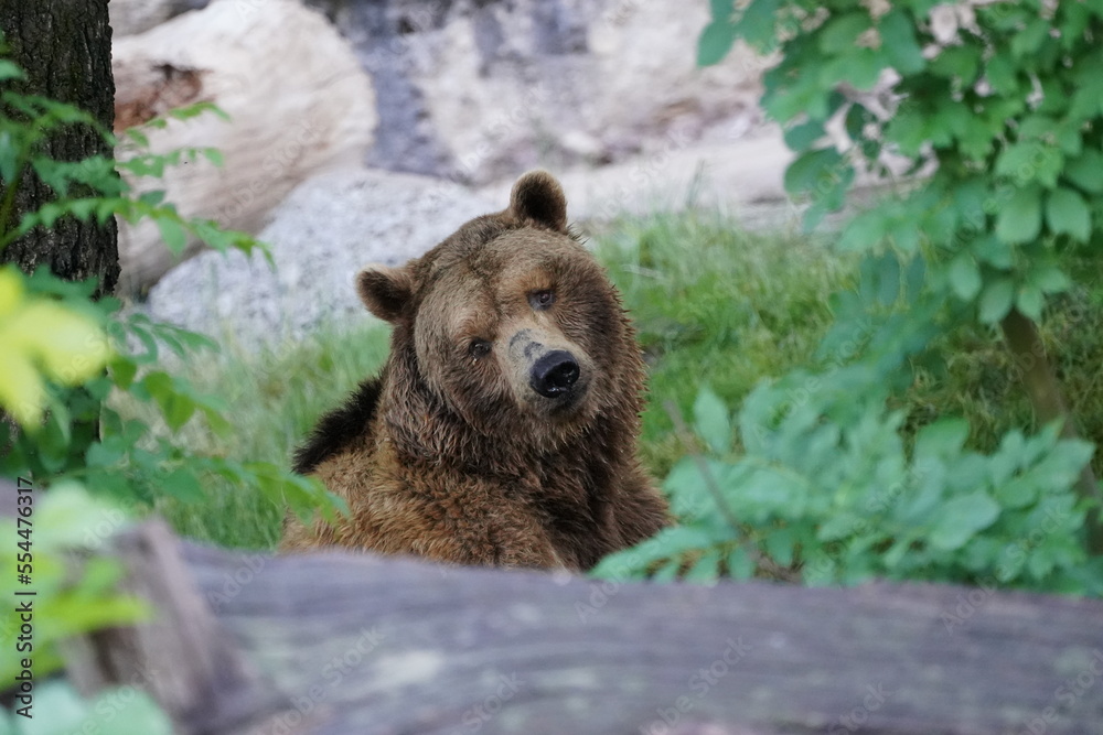 Grizzly Bear - Zoo salzbrg