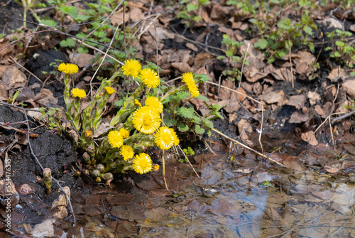 Coltsfoot flowers in spring forest. Blooming Tussilago farfara at april