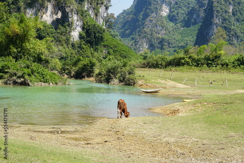 A cow in the middle of nature in Nothern Vietnam, Southeast Asia photo