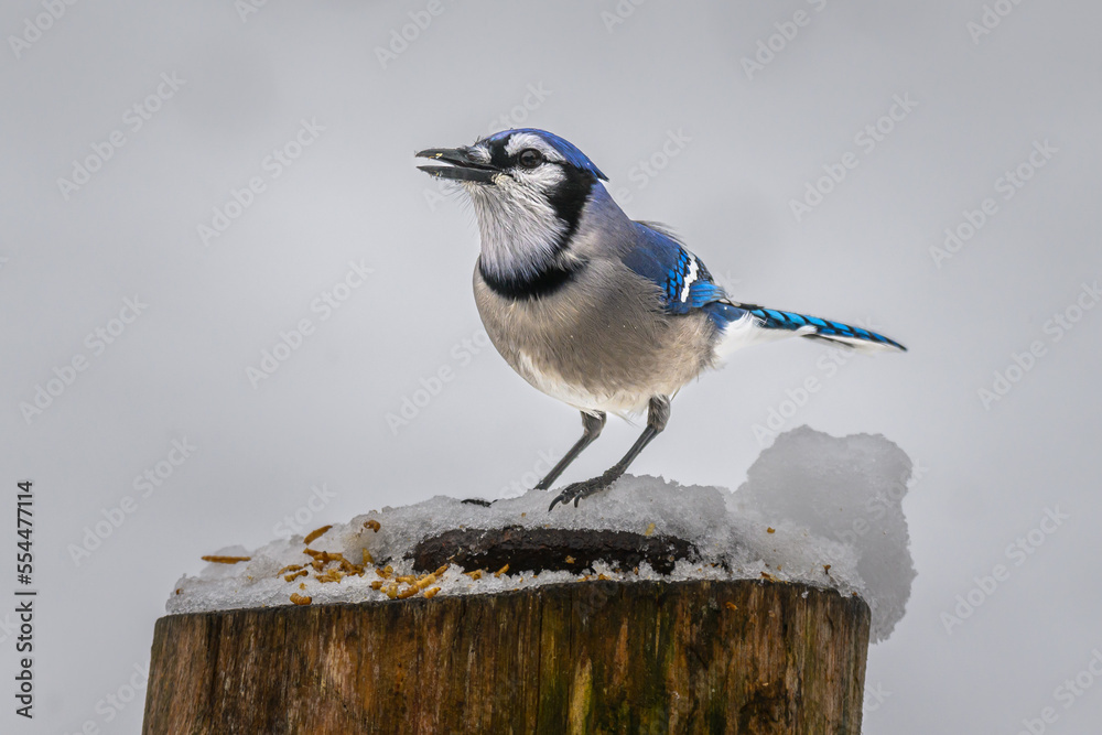 Obraz premium Birds coming to our feeders in December in Windsor in Upstate NY. Snow and cold bring more and more birds to the feeders in our Backyard. Bright Blue Bluejay in snow.