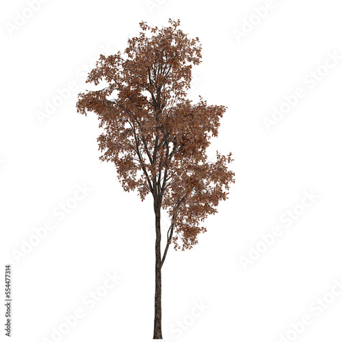 white oak tree on isolated empty background