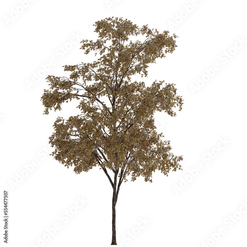 white oak tree on isolated empty background