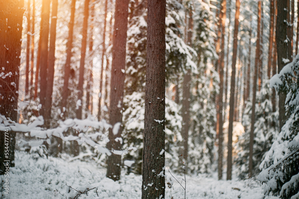 Lone small forest pinetree covered with fresh snow. One little christmas tree in the woods. Lone small forest pinetree covered with fresh snow. One little christmas tree in the woods.