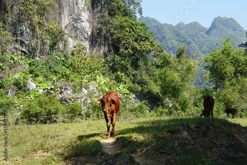 A cow in the middle of nature in Nothern Vietnam, Southeast Asia photo