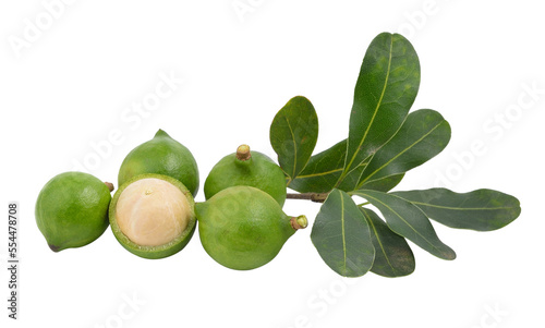 Wallpaper Mural macadamia nut on transparent png Torontodigital.ca