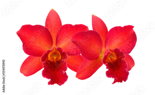 Orchid Flower isolated on transparent png