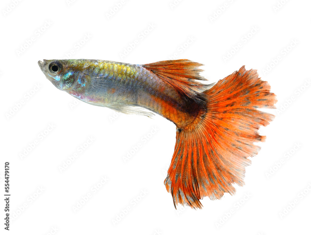 Guppy fish Isolated on transparent png Stock Photo | Adobe Stock