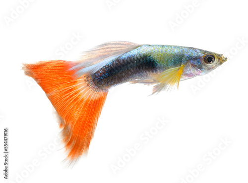 Beautiful Guppy Isolated on transparent png