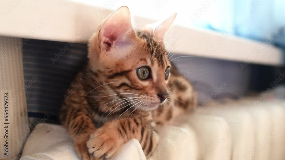 Bengal breed cat lies on a heating pipe. The cat is warming up in winter time indoors. Bengal breed cat lies on a heating pipe. The cat is warming up in winter time indoors.
