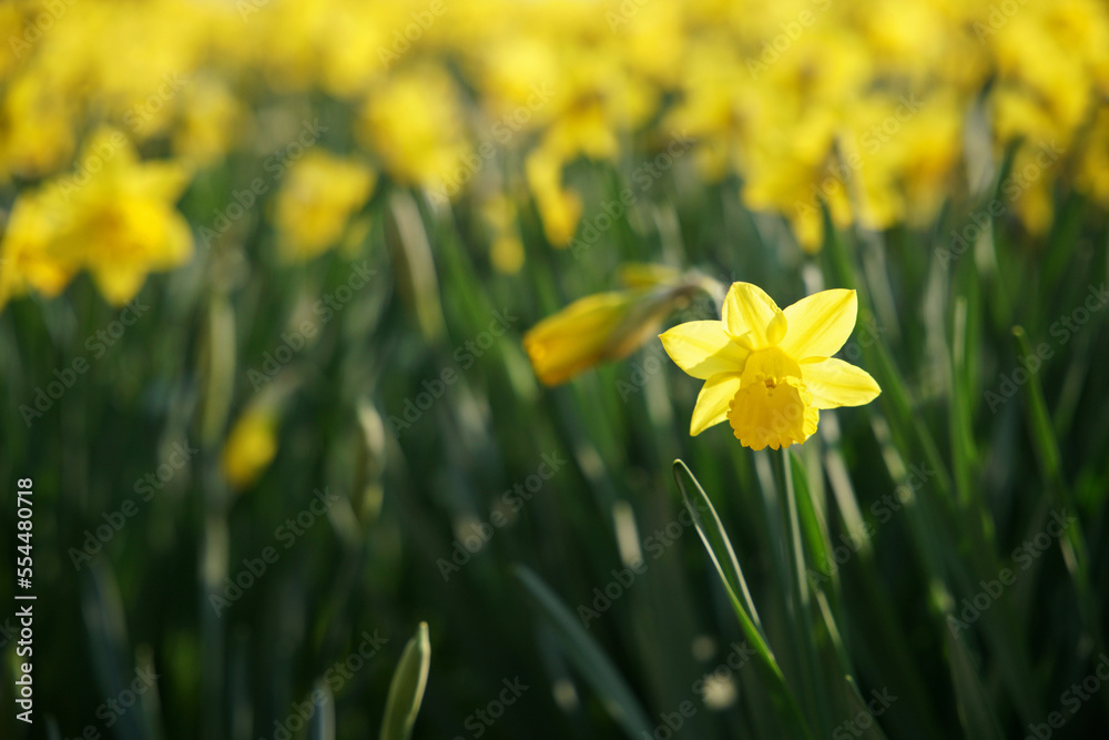 Obraz premium Yellow daffodils in the garden