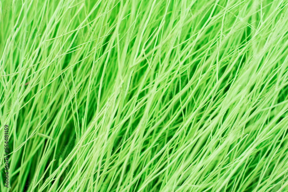Background image of dyed truffle branches in a variety of colors for website graphic design background making infographics fabric design product packing camera Background image of dyed truffle branches in a variety of colors for website graphic design background making infographics fabric design product packing camera