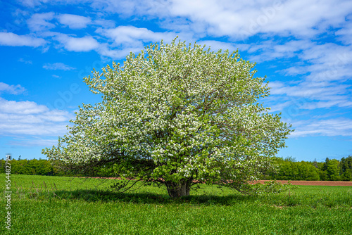 Lone apple tree in a farm landscape.