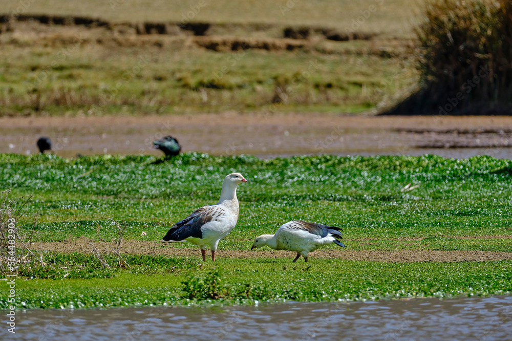 Andean Goose (Oressochen melanoptera), beautiful adult couple feeding on the shores of an Andean wetland. Andean Goose (Oressochen melanoptera), beautiful adult couple feeding on the shores of an Andean wetland.