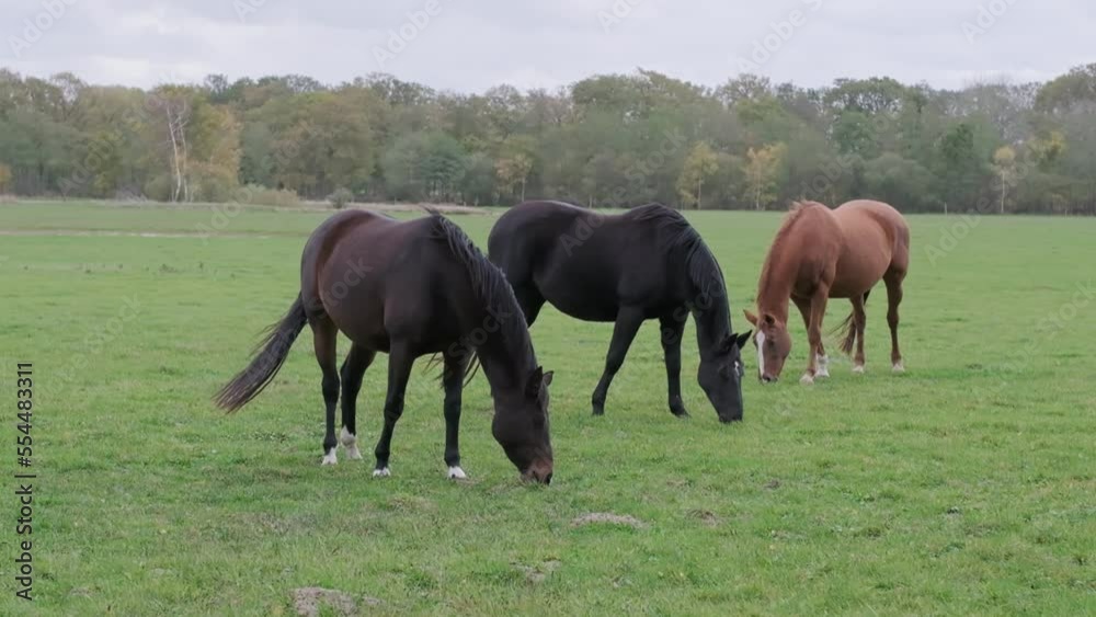 three or two beautiful horses grazing in green meadows. Slow motion close-up horse shot. Horse farms. Horses in the wild. 4K three or two beautiful horses grazing in green meadows. Slow motion close-up horse shot. Horse farms. Horses in the wild. 4K