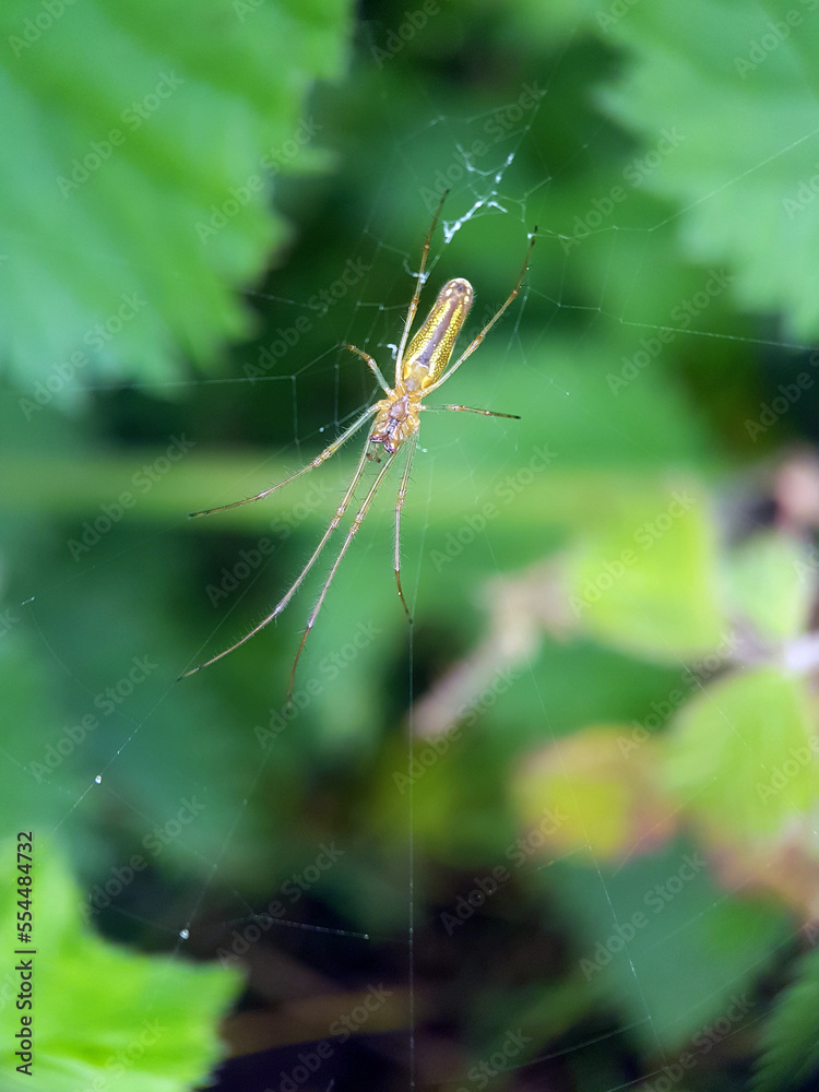 Macro spider brown garden leaf Macro spider brown garden leaf